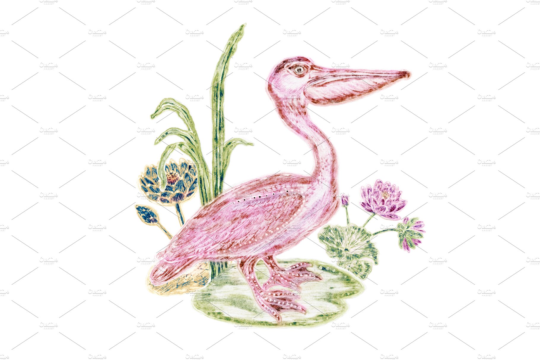 Pink Pelican with Lotuses around cover image.