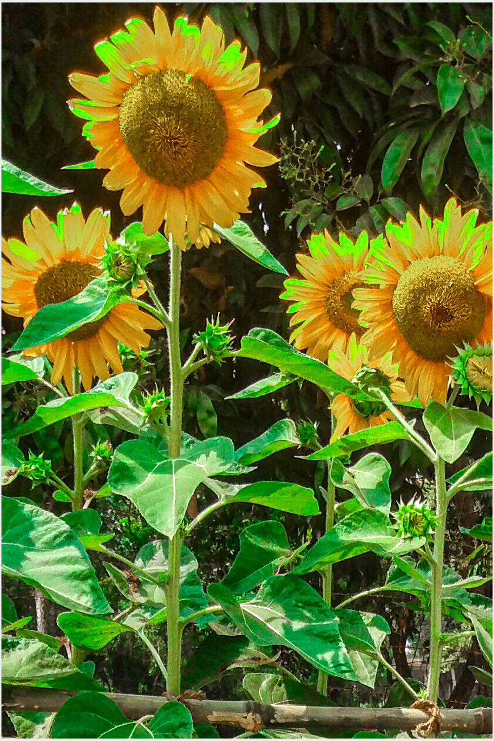 bundle 20 pictures of sunflowers for $12 pinterest preview image.