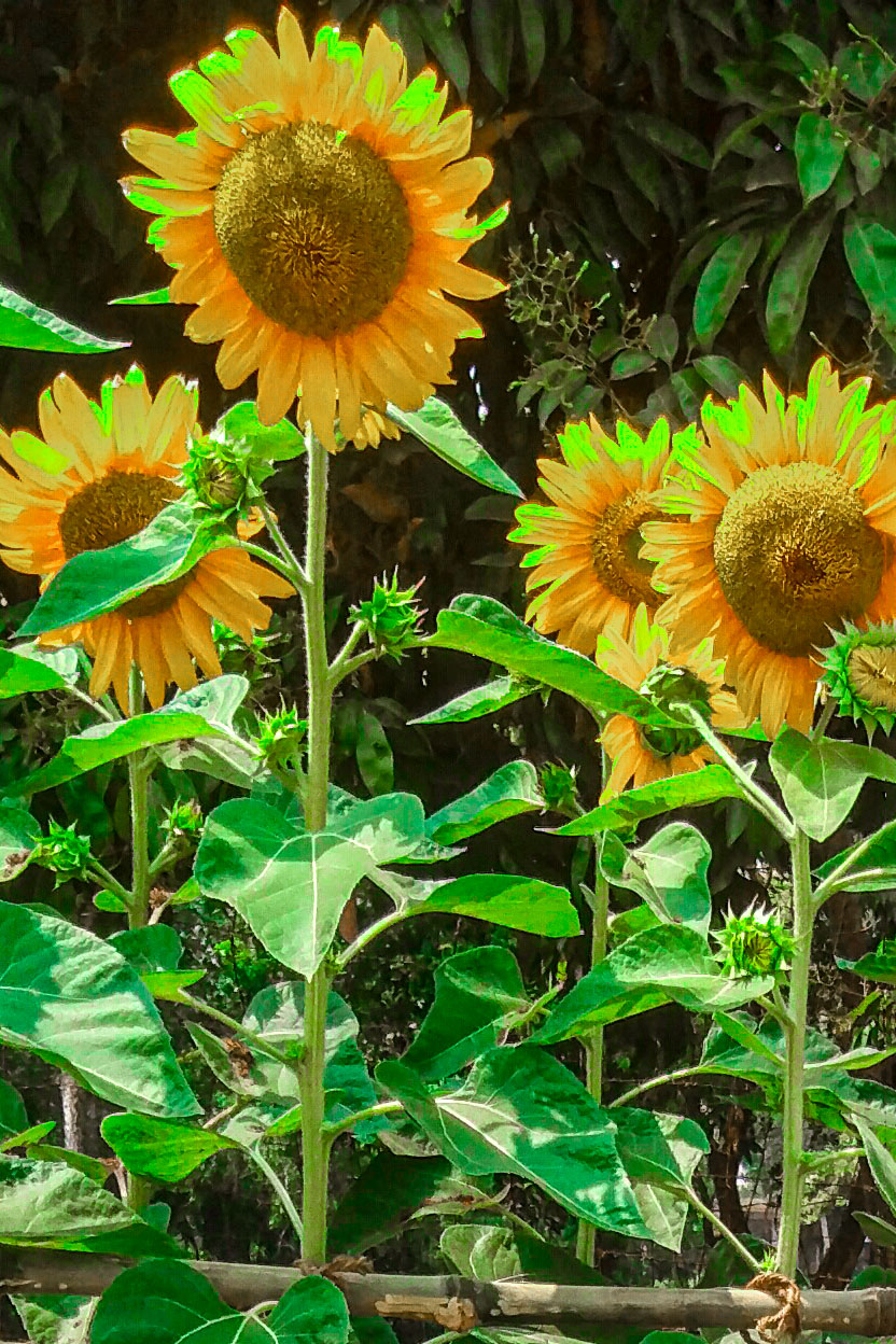 pinterest sunflower mohsin photography20 842