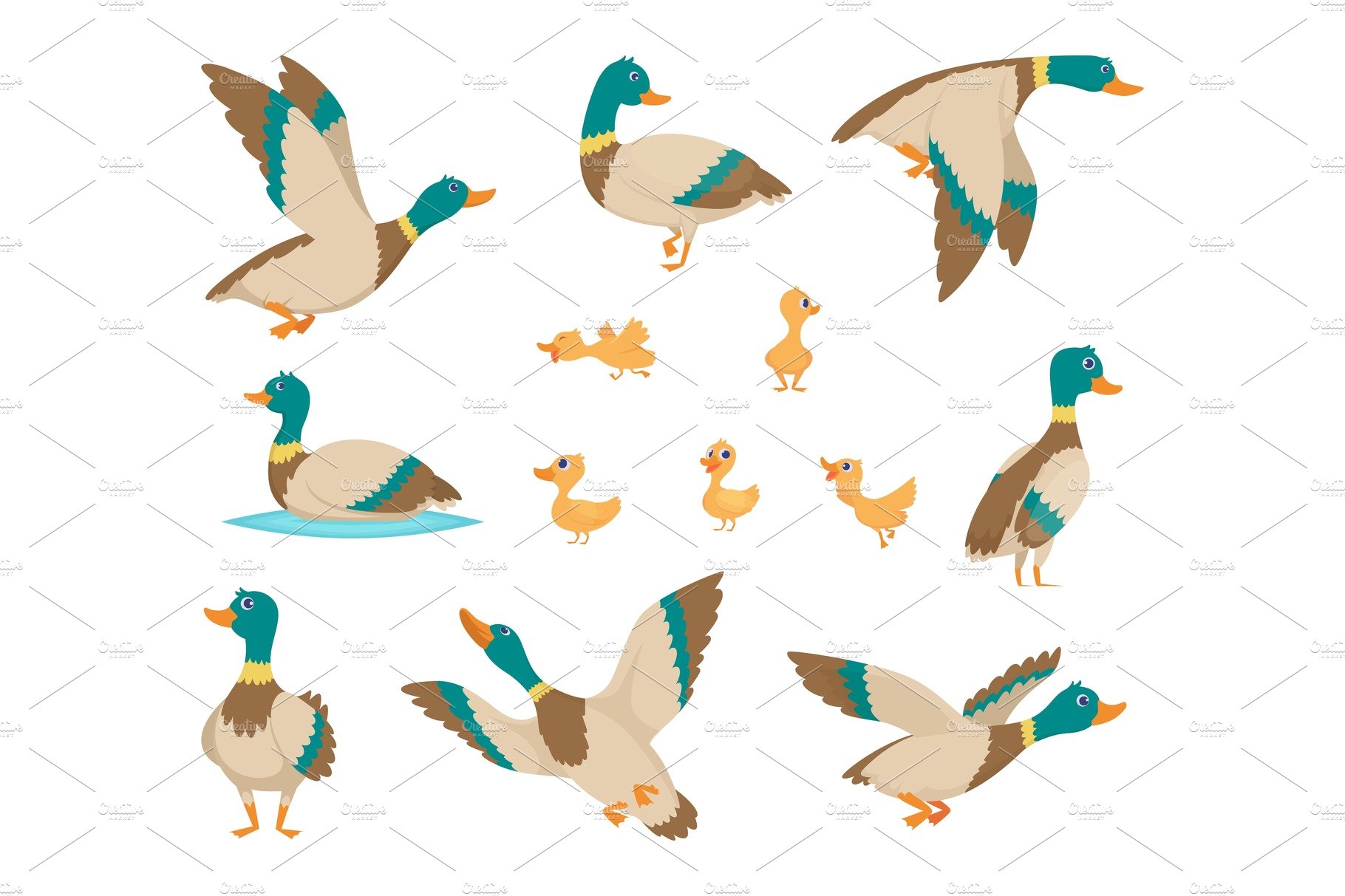 Wild birds. Funny ducks flying and cover image.
