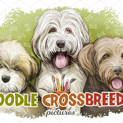 Poodle Dogs  Puppies 43 Cross Breeds cover image.