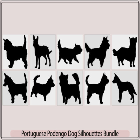 portuguese podengo pequeno Dog silhouette,Colorful decorative portrait of standing in profile Wire Coat Portuguese Podengo,Decorative portrait of standing in profile Wire Coat Portuguese Podengo cover image.