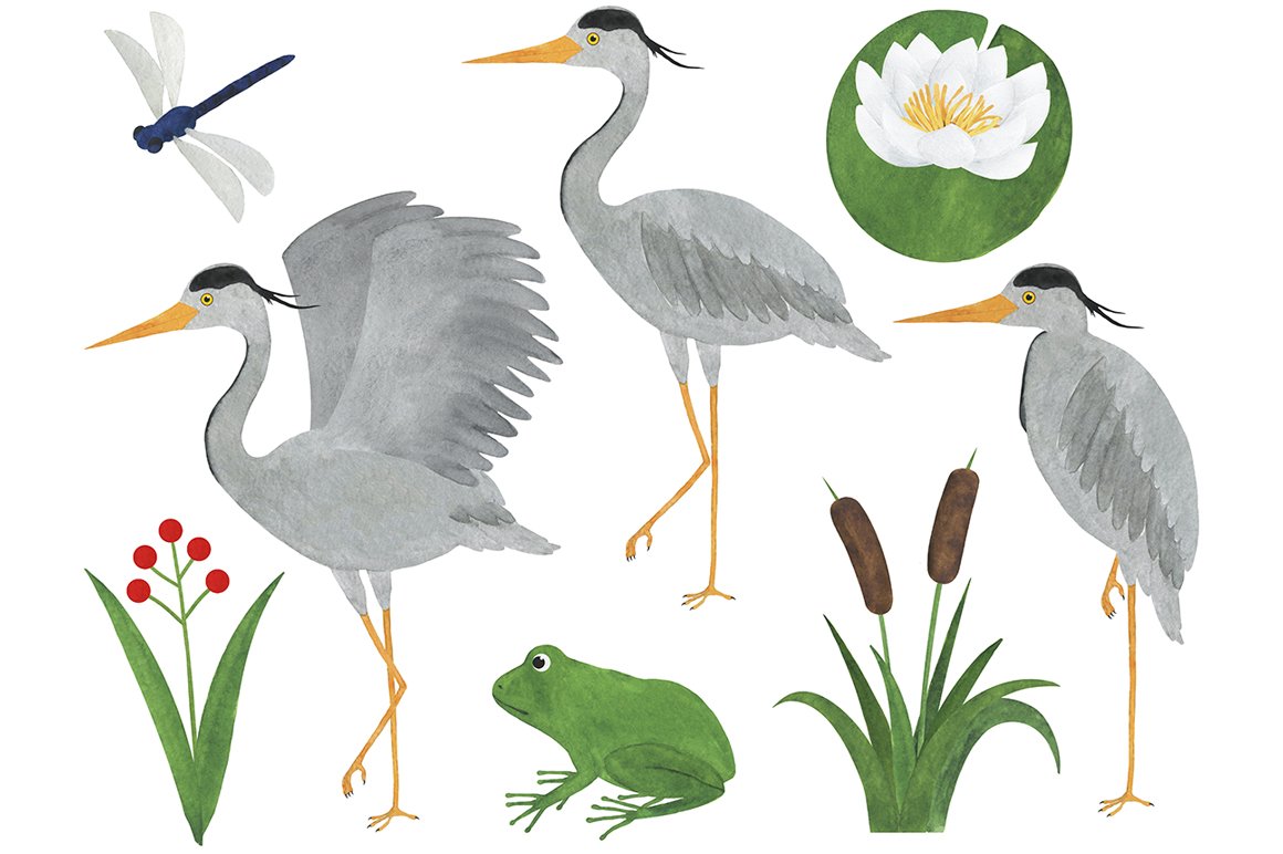 Set of heron watercolor illustration preview image.