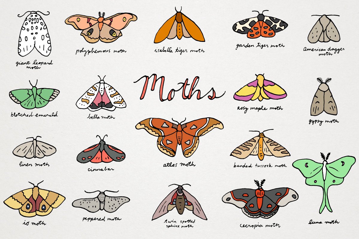 different types of moth