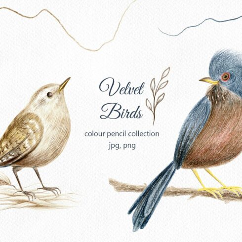 Velvet Birds - color pencil clipart cover image.