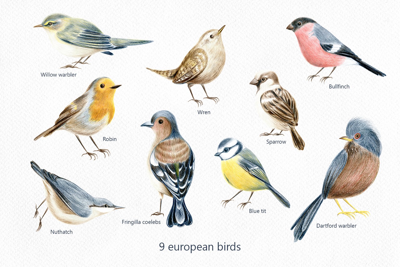 Velvet Birds - color pencil clipart preview image.