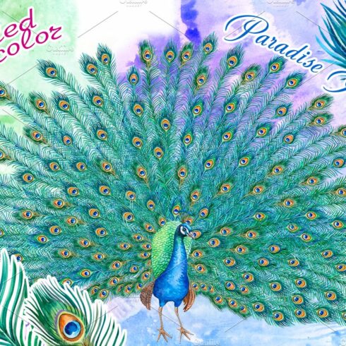 Peacock with a lush tail cover image.