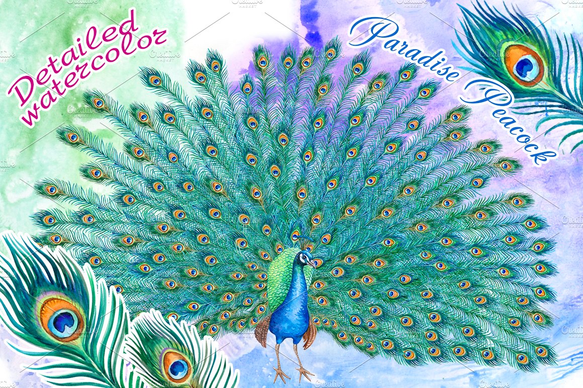 Peacock with a lush tail cover image.