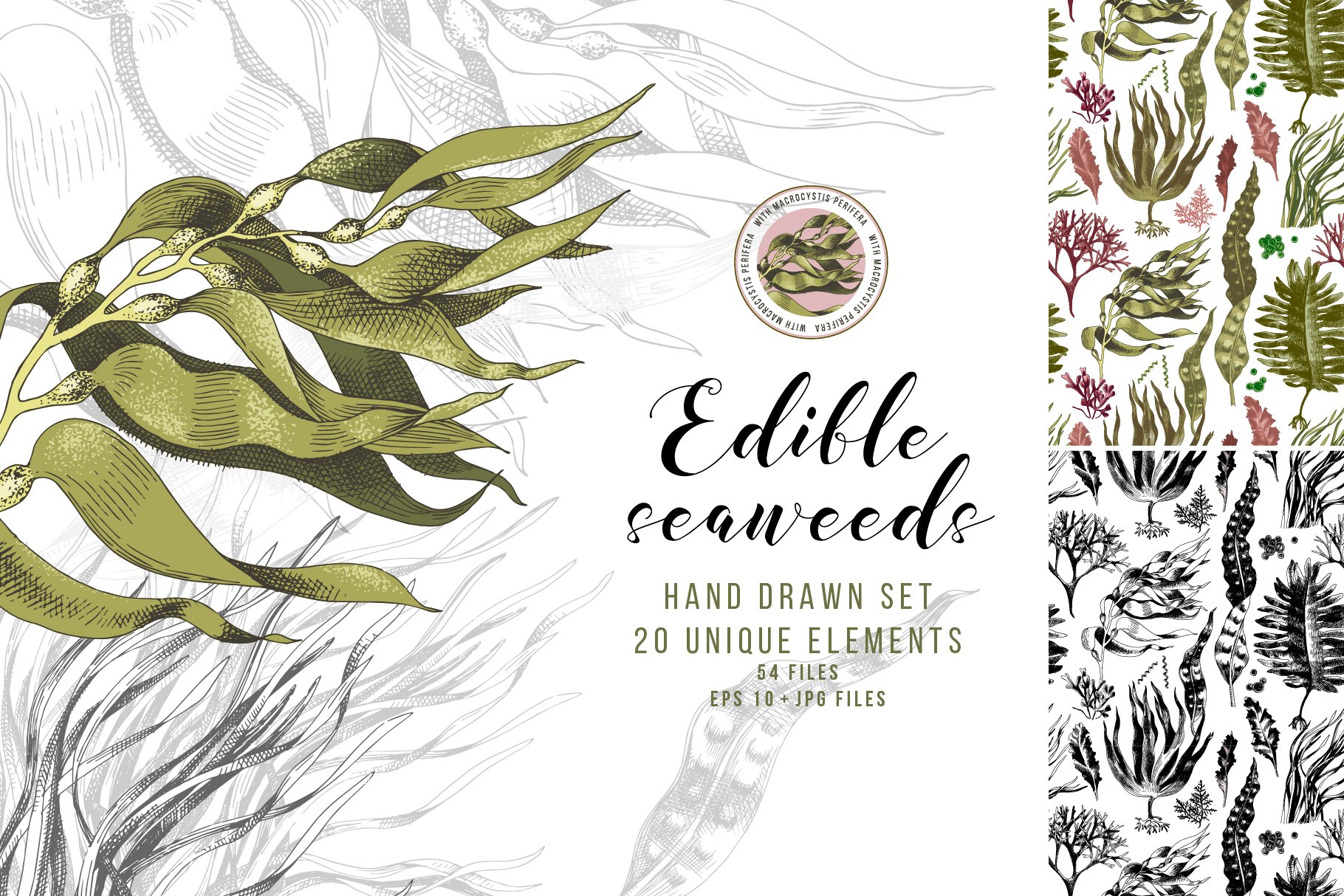Hand drawn edible seaweeds cover image.