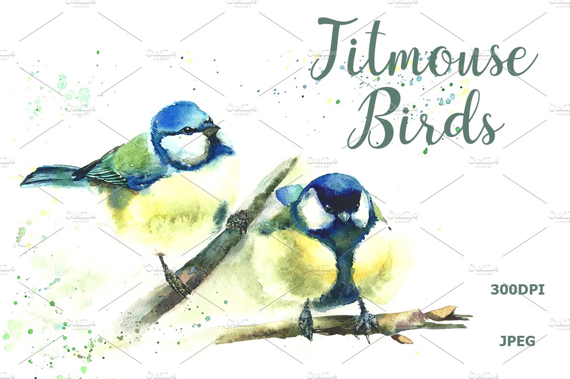 SALE Watercolor Titmouse birds cover image.