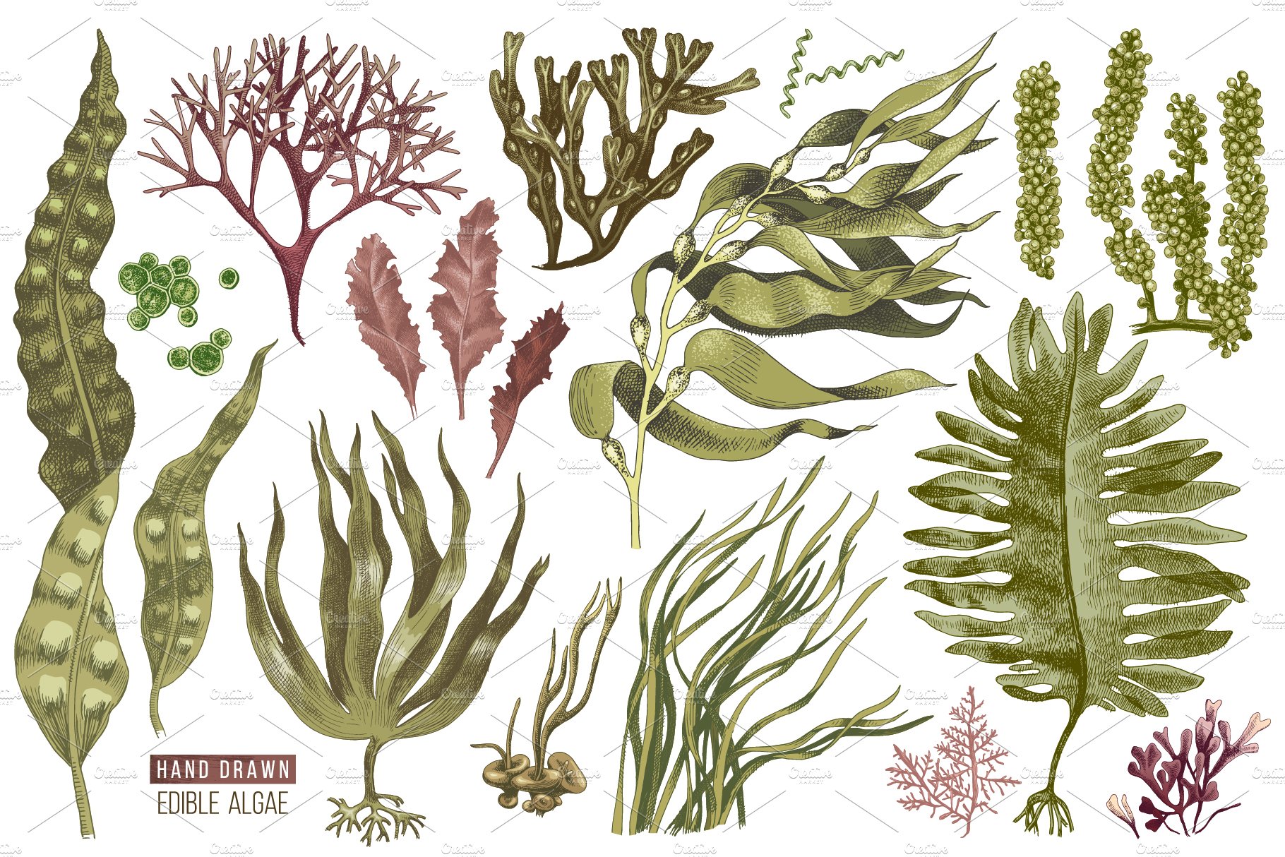 Hand drawn edible seaweeds preview image.
