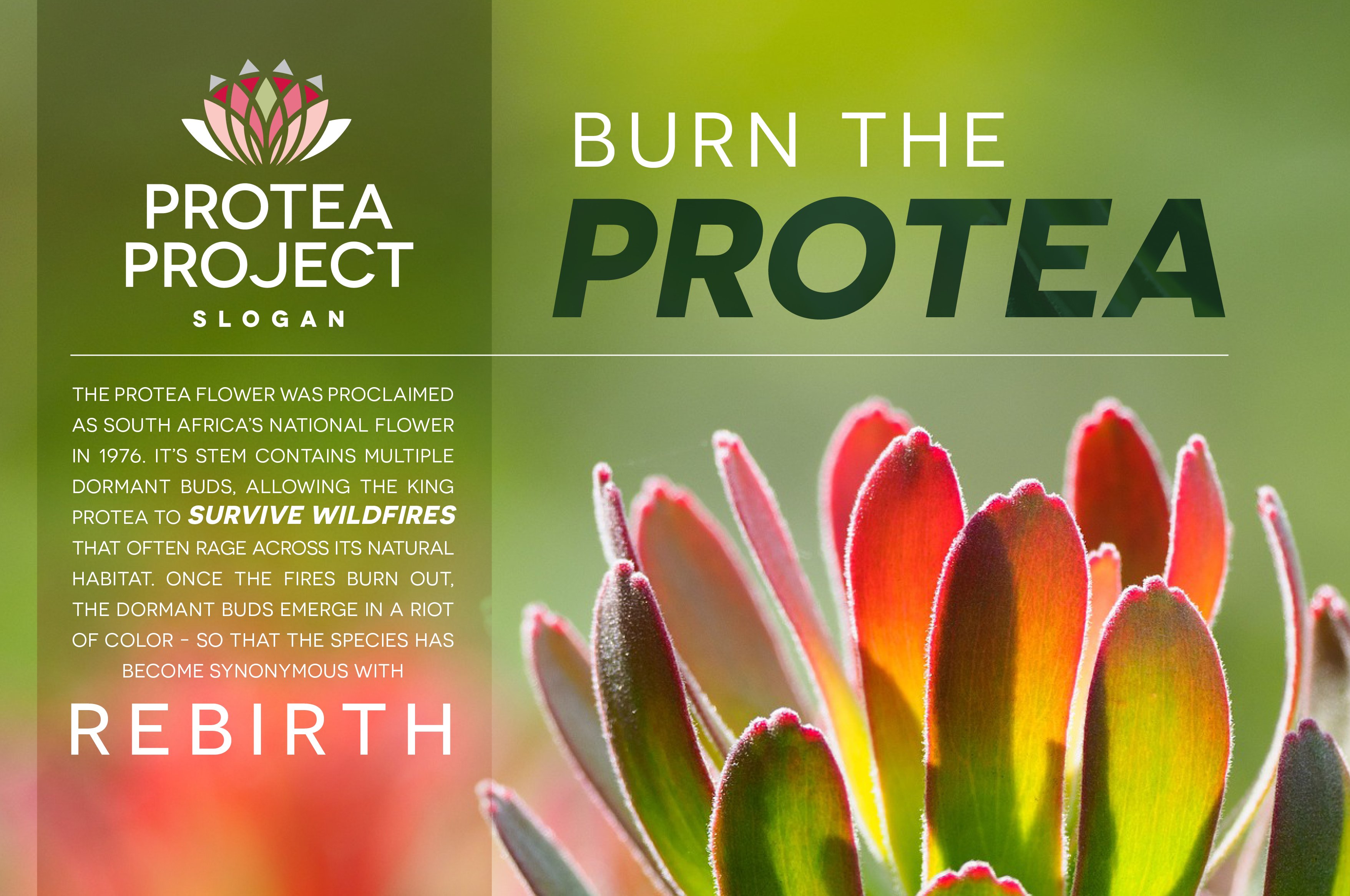 protea4 886