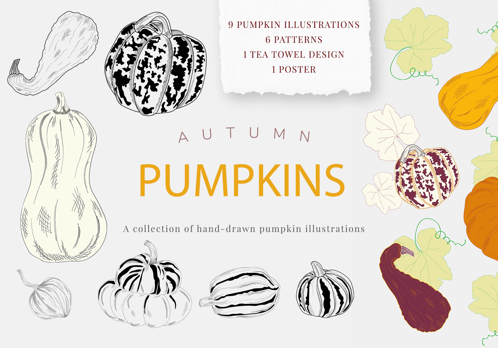 Pumpkins, hand drawn illustrations cover image.