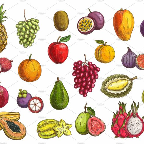 Fruit and berry sketches cover image.