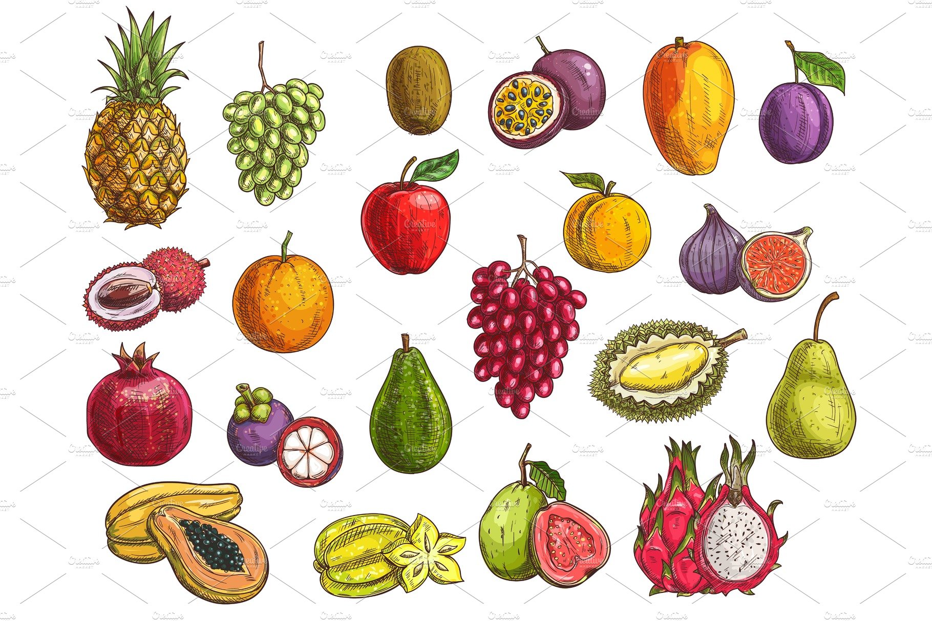 Fruit and berry sketches cover image.