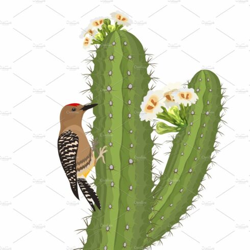 Gila woodpecker bird on saguaro cover image.