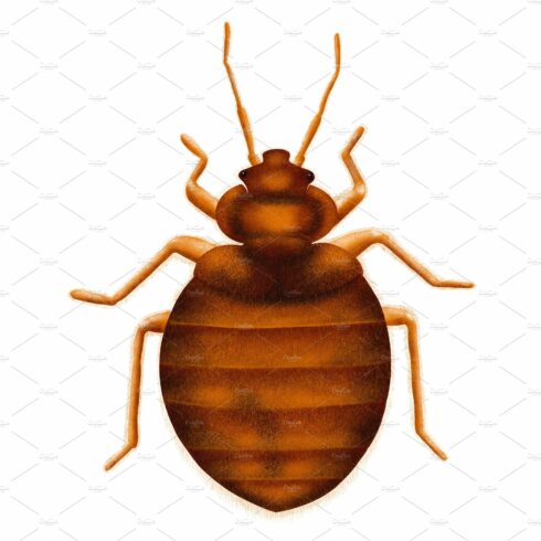 Common Bedbug Cimex lectularius. Bed cover image.