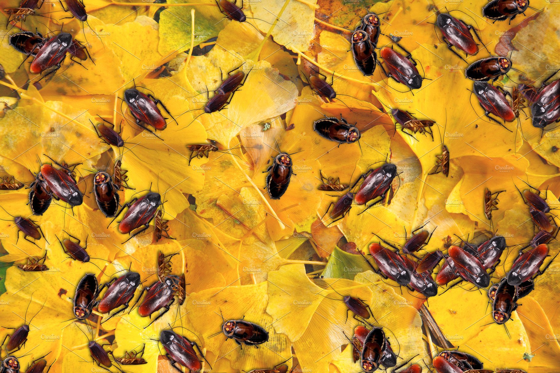 Cockroaches cover image.