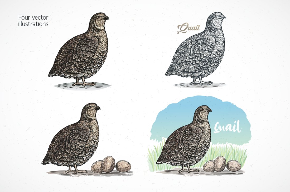 quail preview 07 976