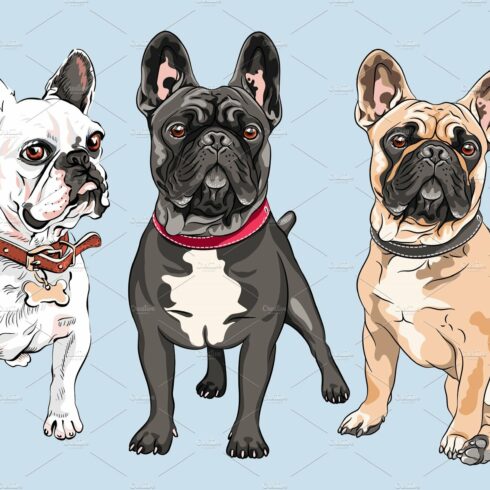vector set French Bulldog dogs cover image.