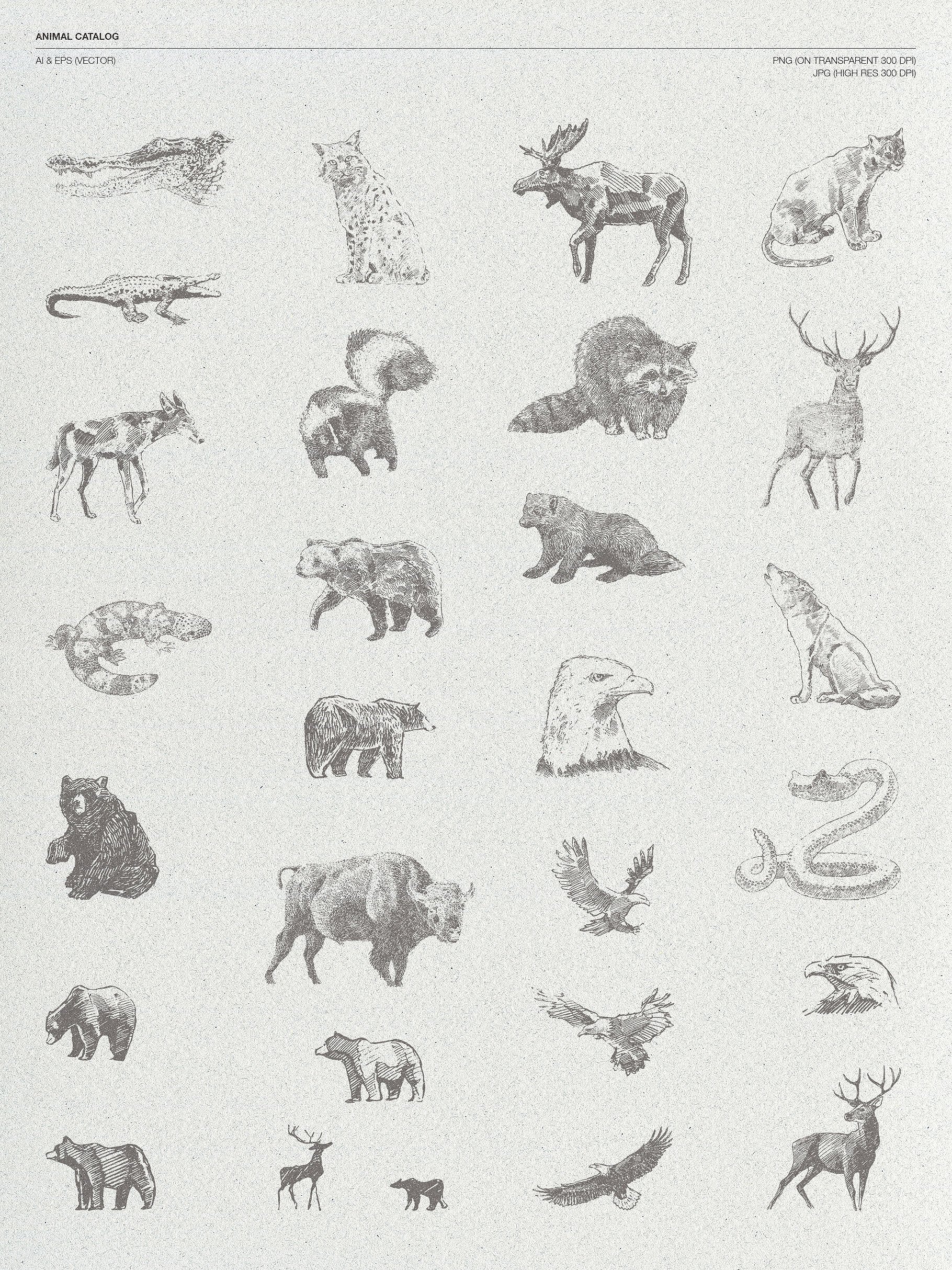 Sketches of animals of North America preview image.