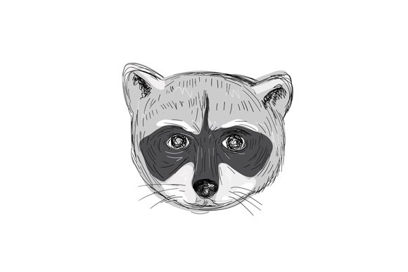 Raccoon Head Front Drawing cover image.
