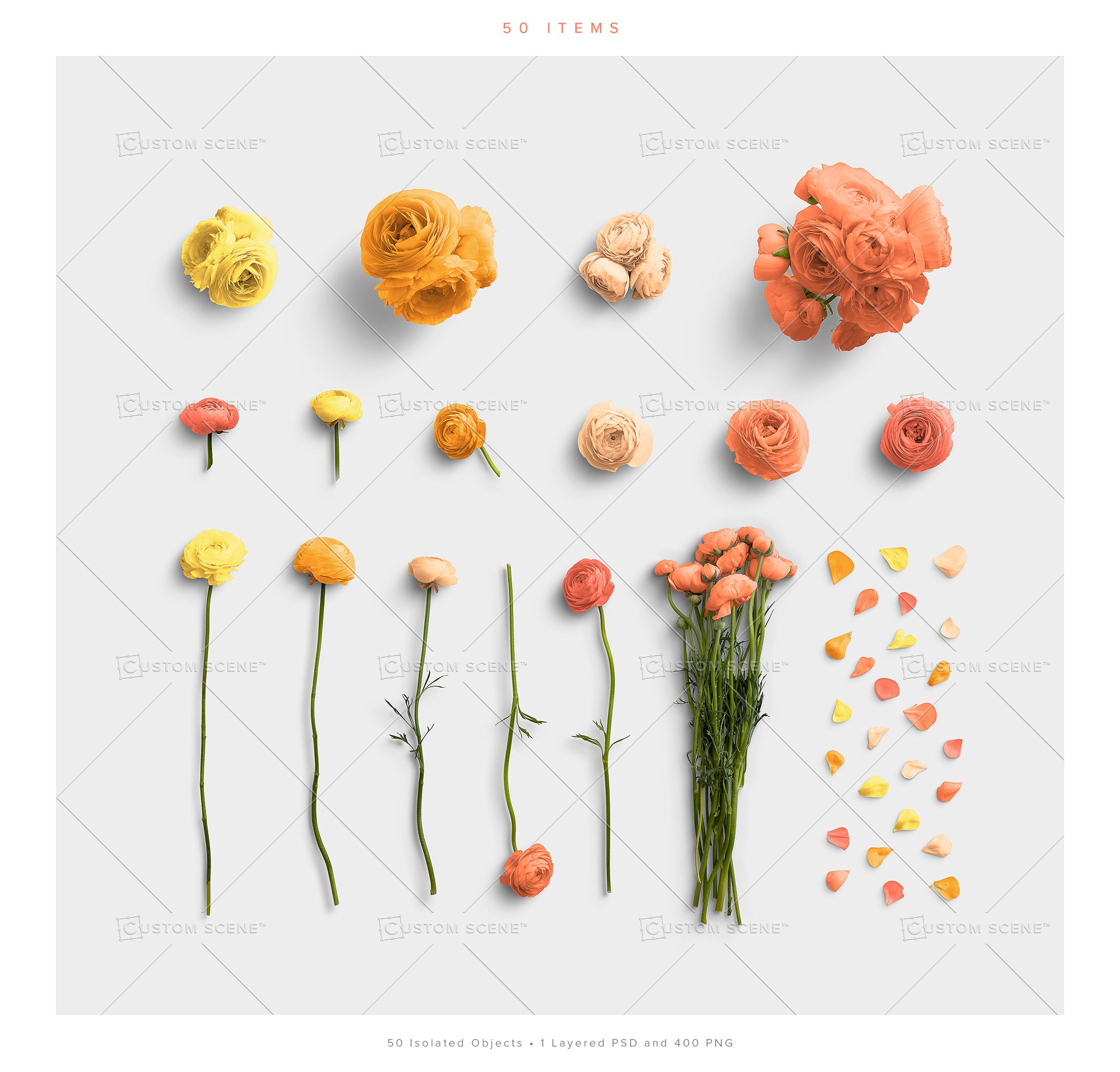 Ranunculus Flower Scene Creator preview image.