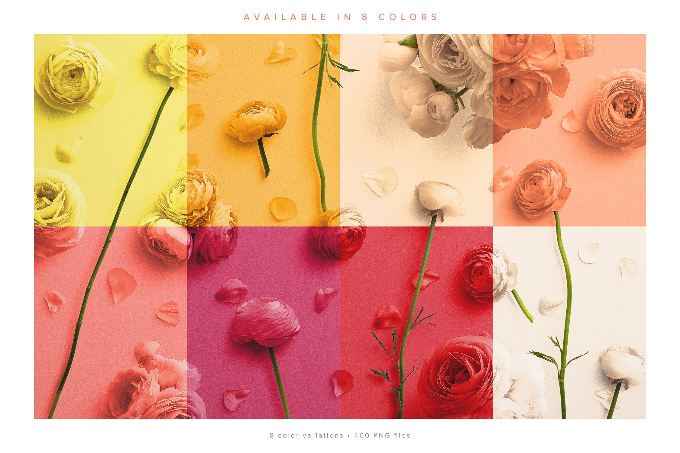 ranunculus scene creator customscene 4 color available 916