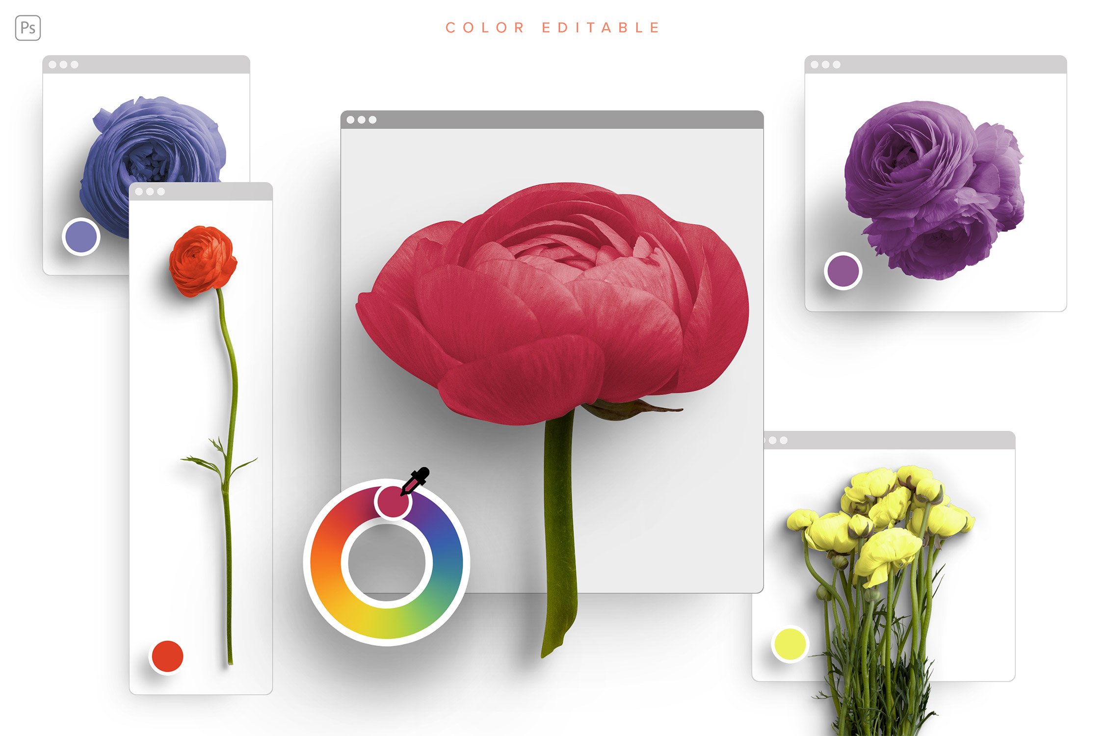 ranunculus scene creator customscene 5 color editable 626