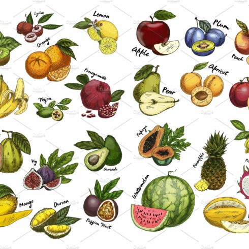 Sketches of fruit food. Agriculture theme cover image.