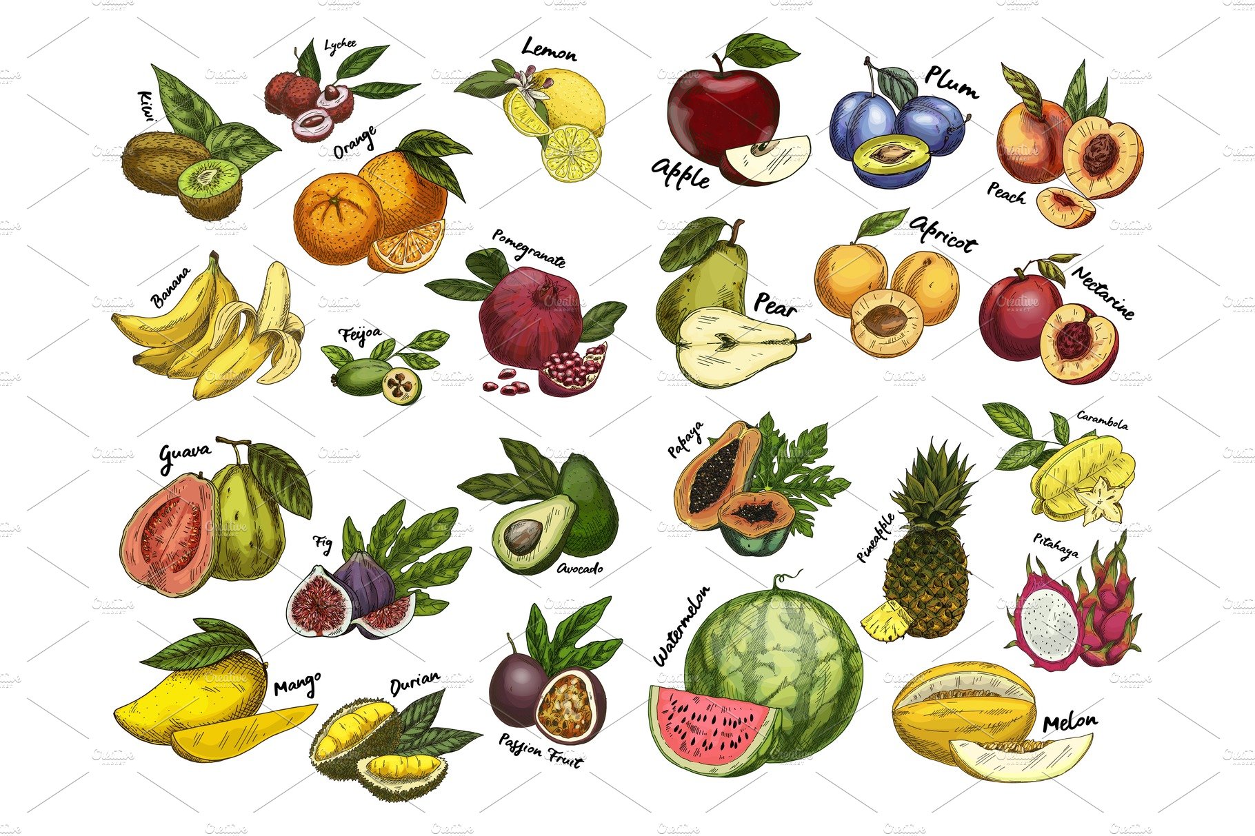 Sketches of fruit food. Agriculture theme cover image.