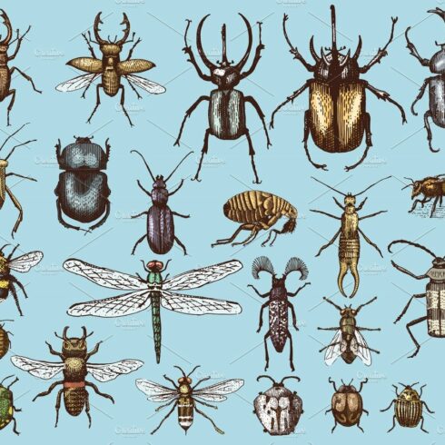 big set of insects bugs beetles and bees many species in vintage old hand d... cover image.