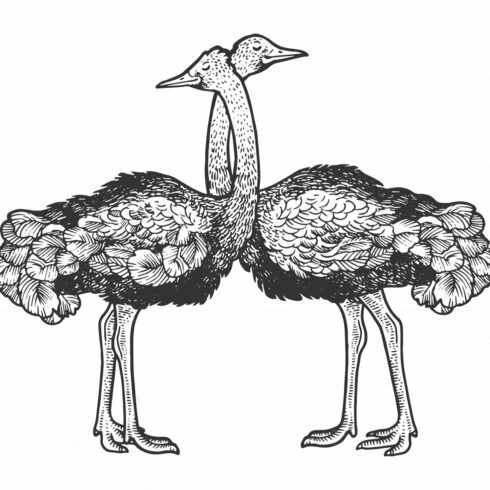 Ostrich birds love couple hug sketch cover image.