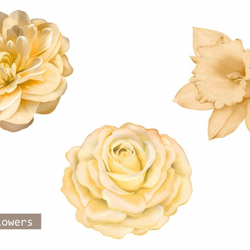 Yellow Camellia, Rose,Daffodil cover image.