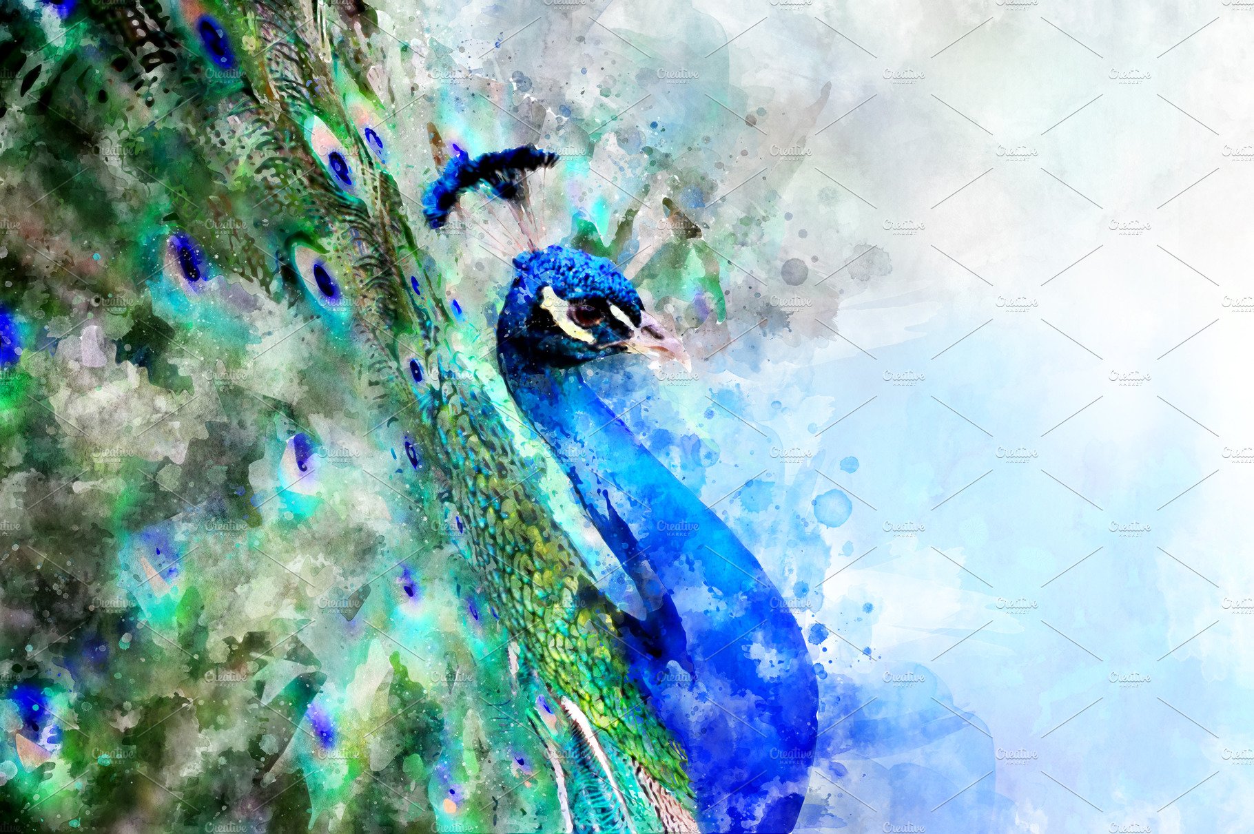 Peacock - watercolor illustration po cover image.