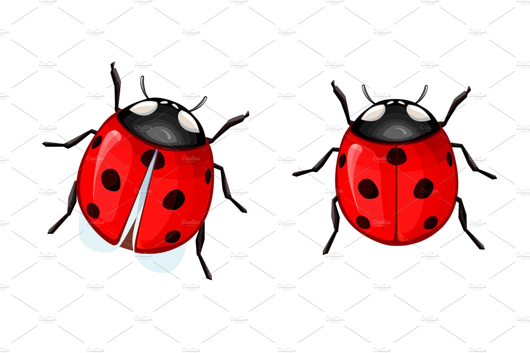 Ladybug preview image.