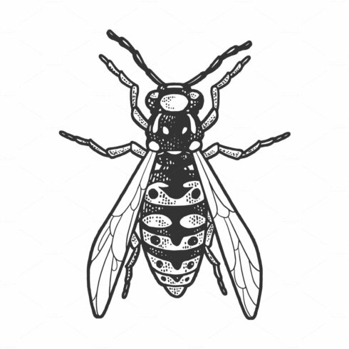 wasp insect sketch vector cover image.