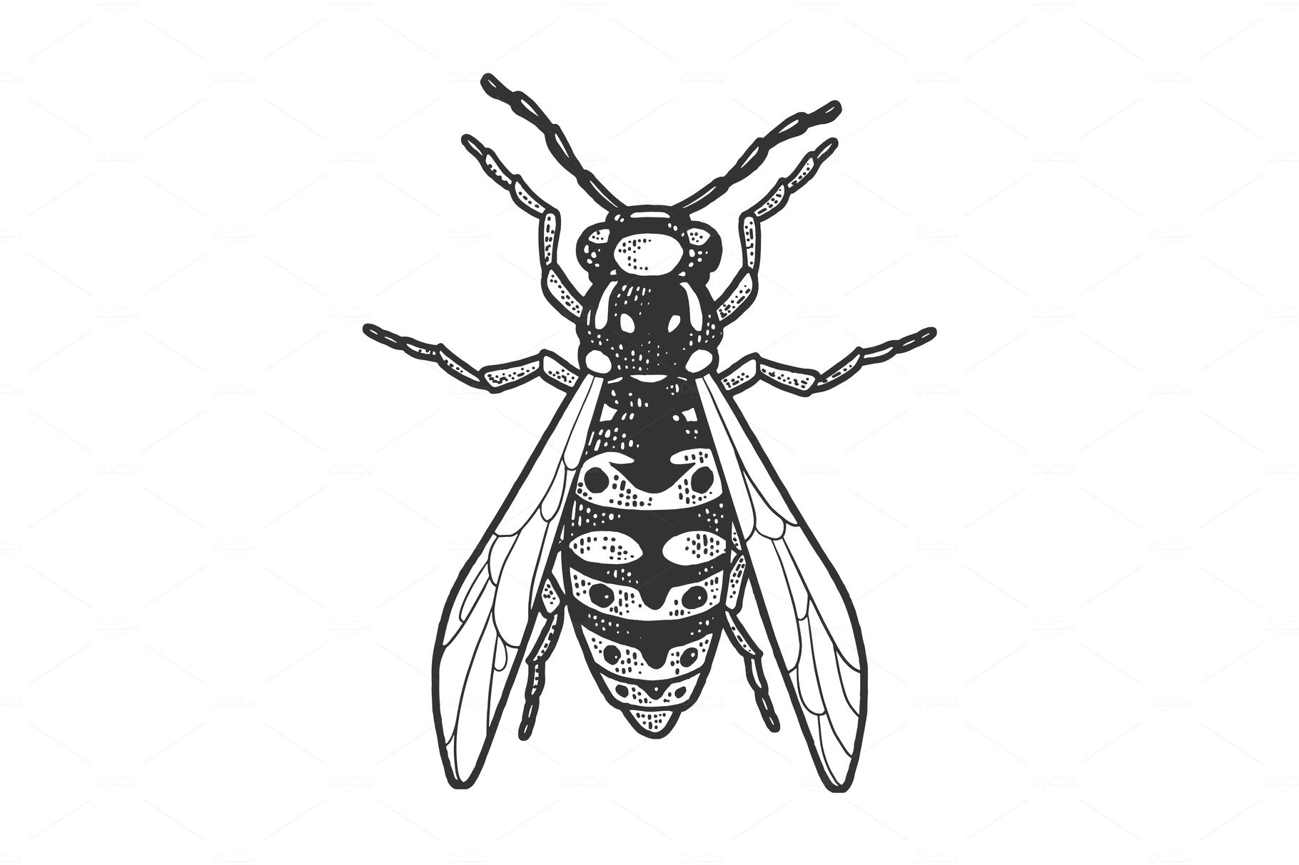 wasp insect sketch vector cover image.