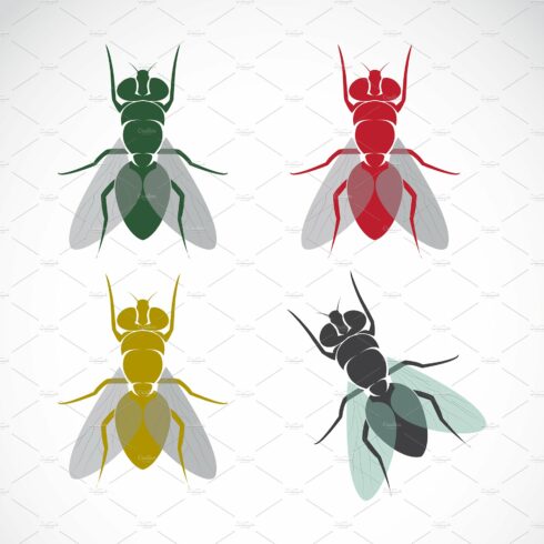 Vector of fly on white background. cover image.
