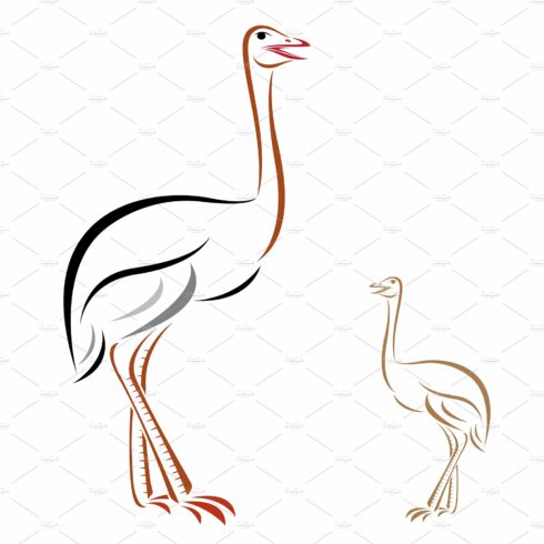 Vector of an ostrich. Farm Animal. cover image.