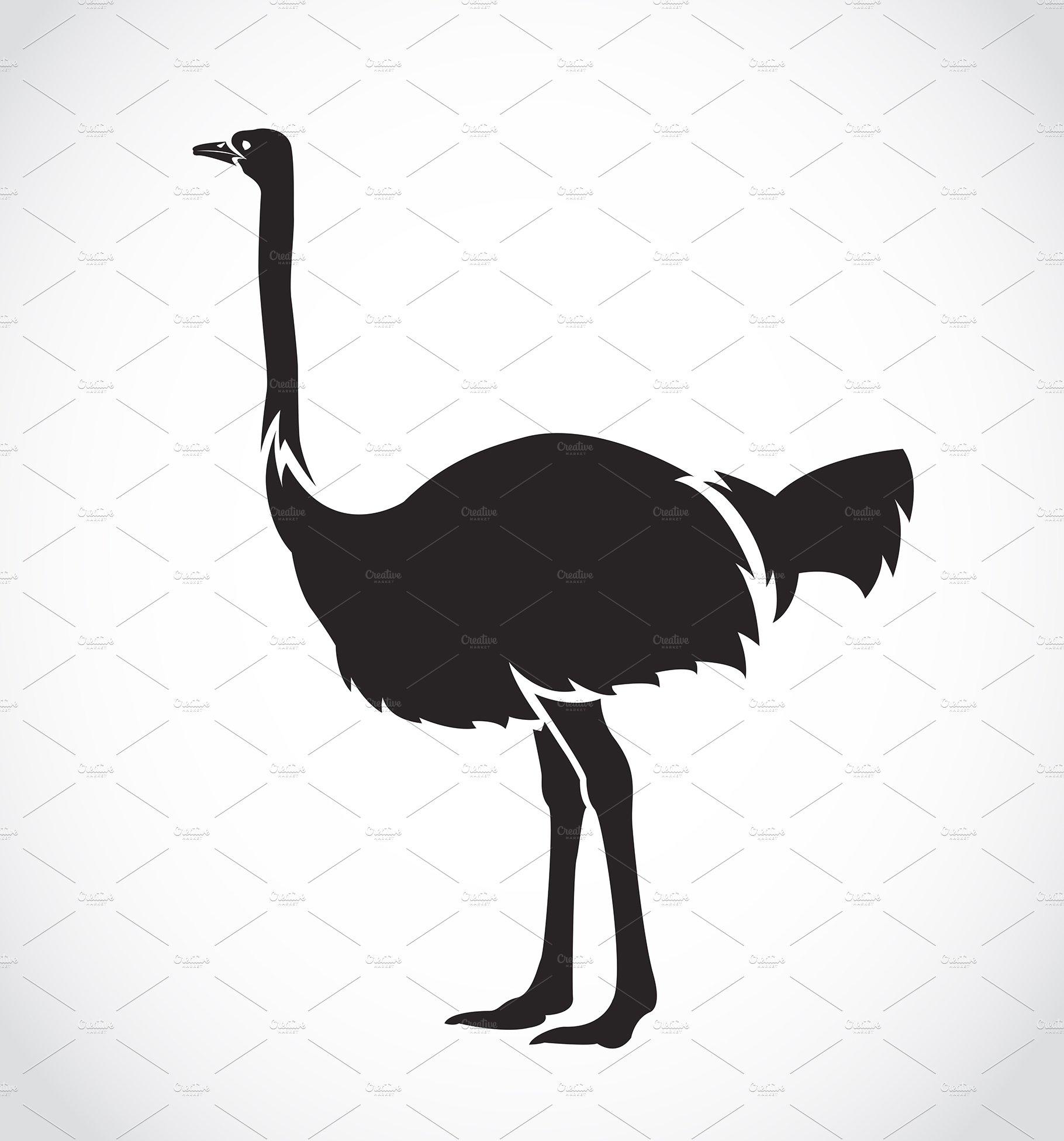 Vector of an ostrich. Animals. Birds cover image.