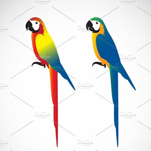 Vector of a parrot (Macaws). cover image.