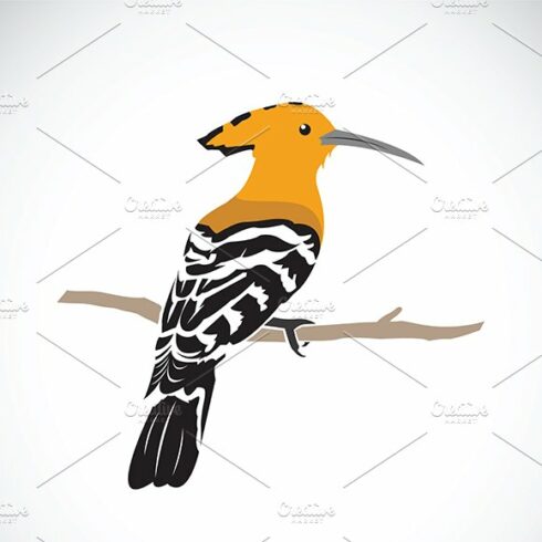 Vector of hoopoe cover image.