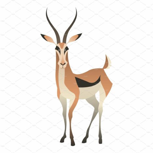 Antelope standing. Wild gazelle cover image.