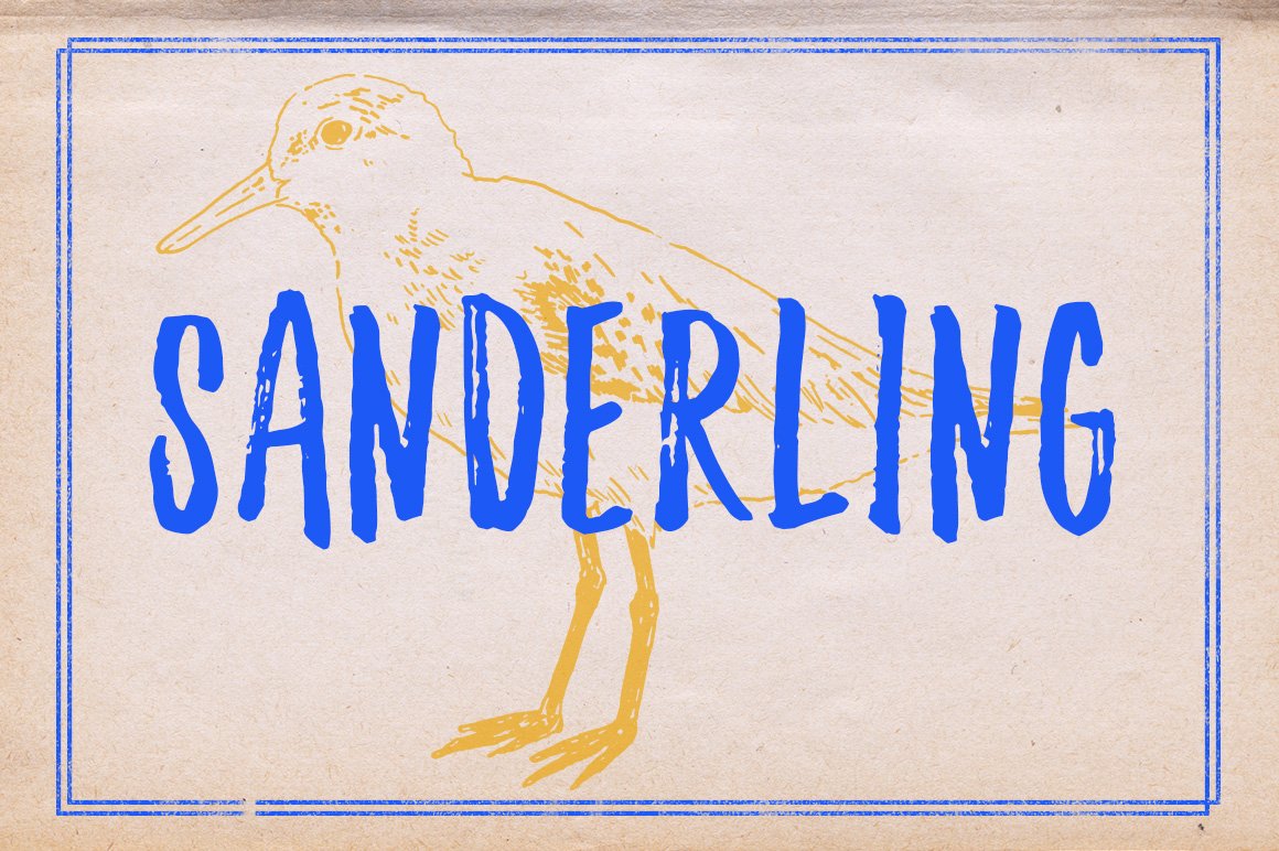 Sanderling Textured Font cover image.