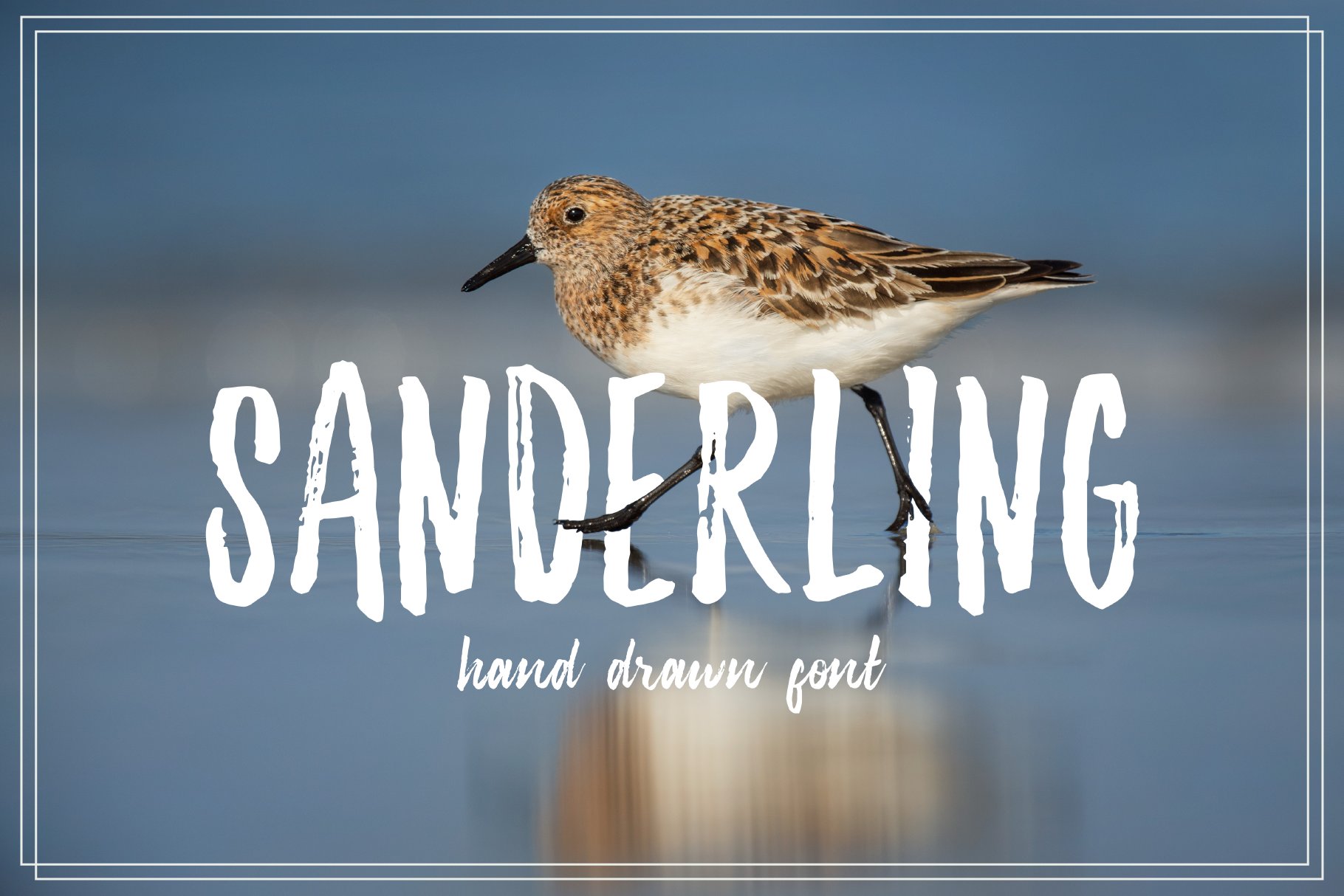 sanderling font 15 507