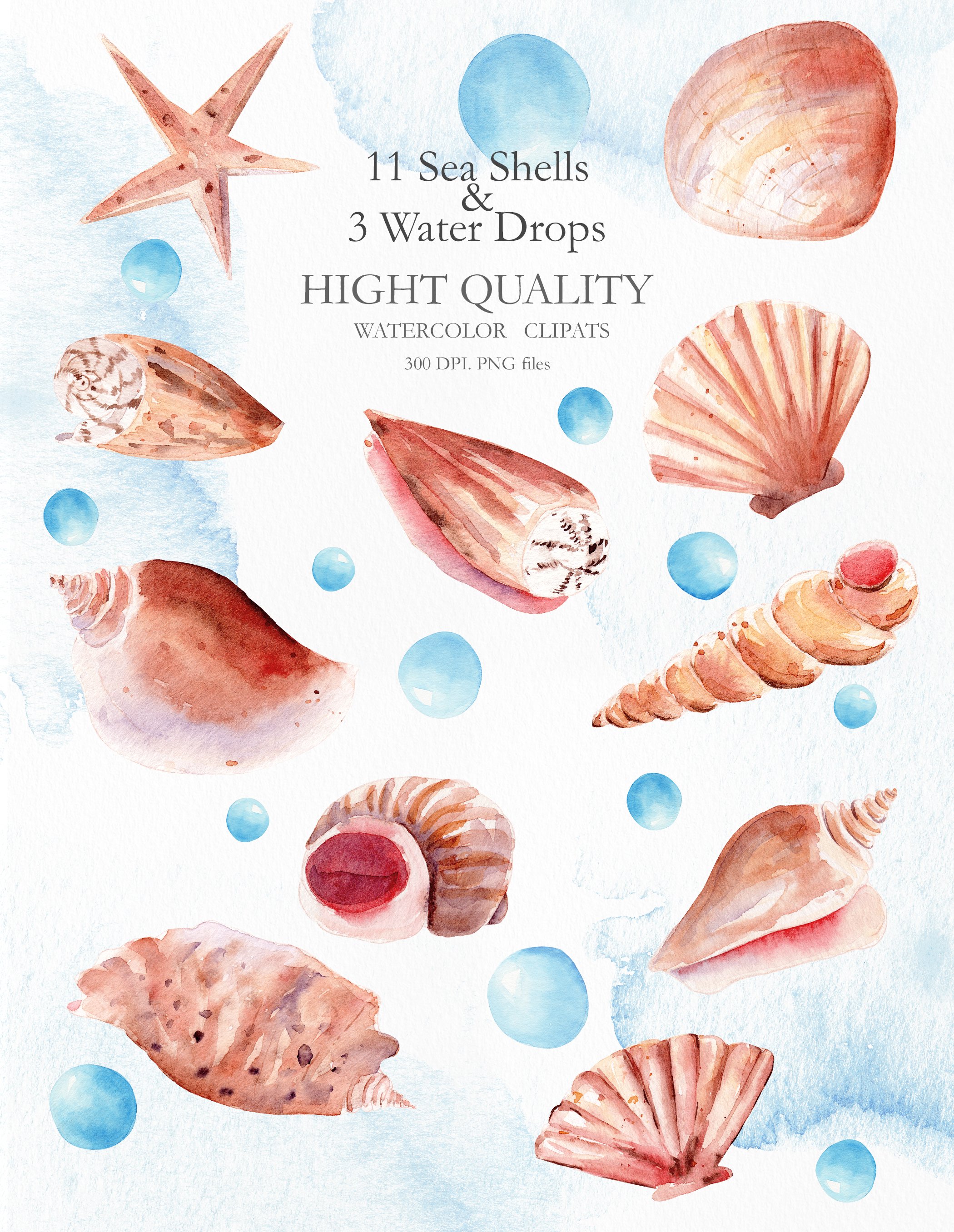 Seashells Clipart Collection preview image.
