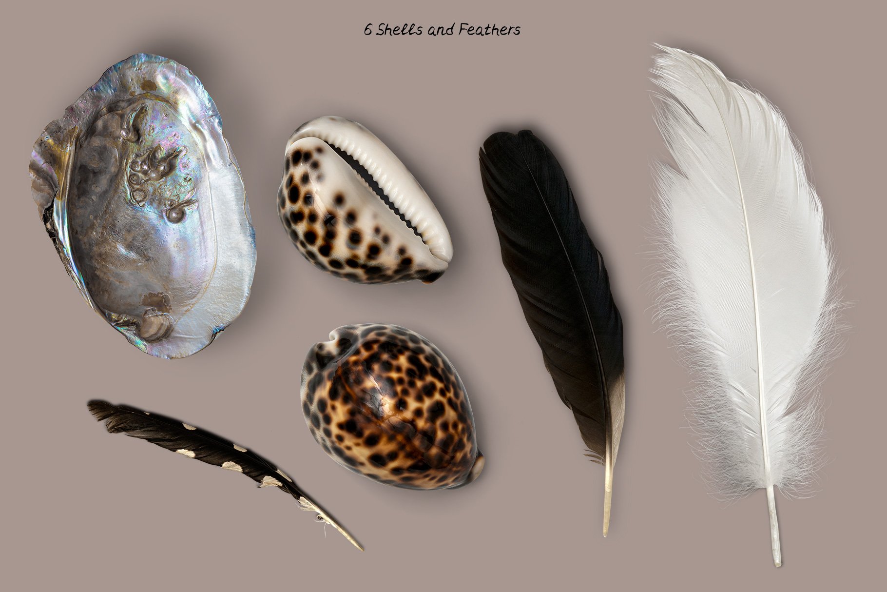 shells and feathers 987