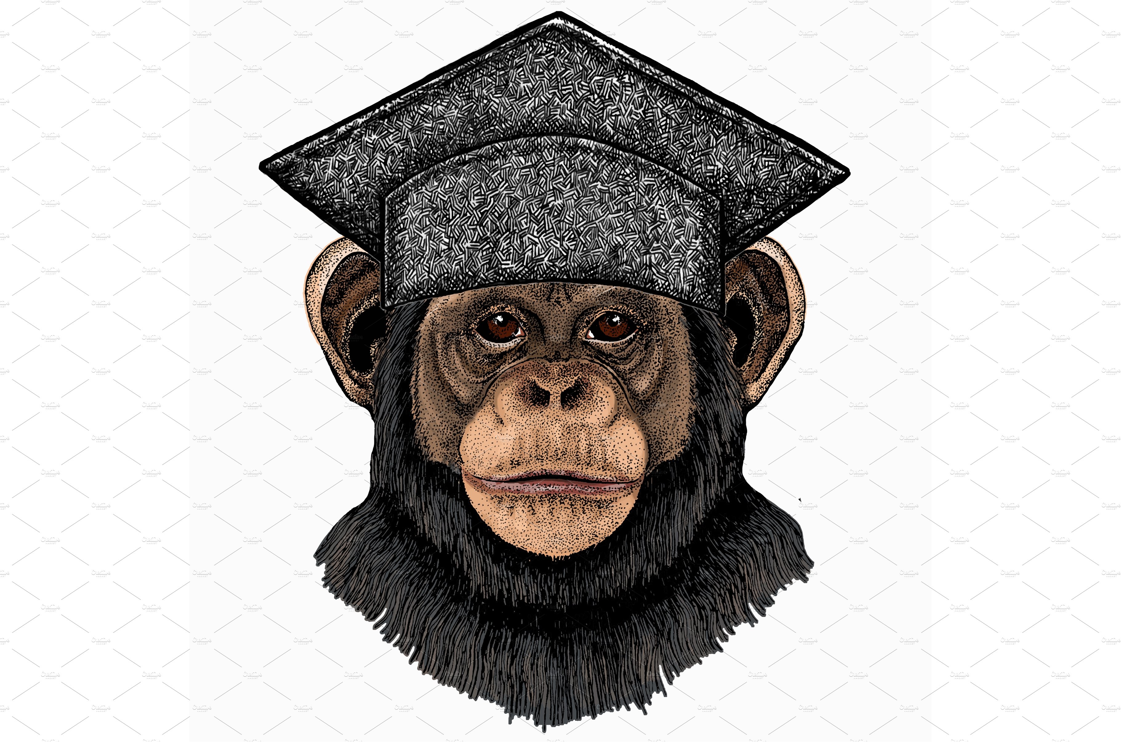 Vector chimpanzee portrait. Square cover image.