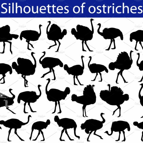 Silhouette of ostrich cover image.